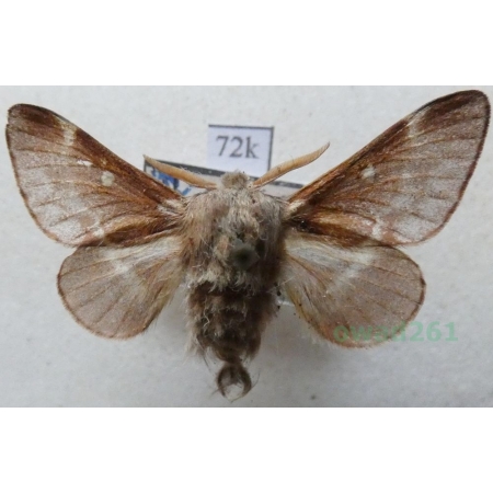Eriogaster lanestris (Linnaeus, 1758) male Barczatka puchowica Poland72k